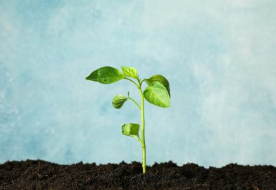 Seedling in black soil against light background, space for text. Environmental protection